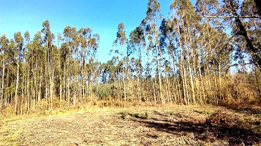 Castro de Eiravedra Sedes Narón PXOM