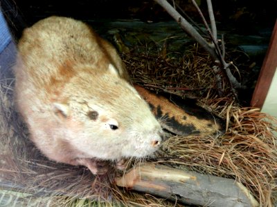Castor canadensis subauratus - Pacific Grove Museum of Natural History - DSC06629