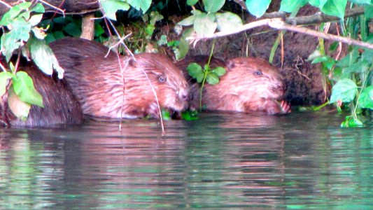 Castor dans l'Areuse à Boudry