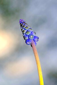 Young grows spring