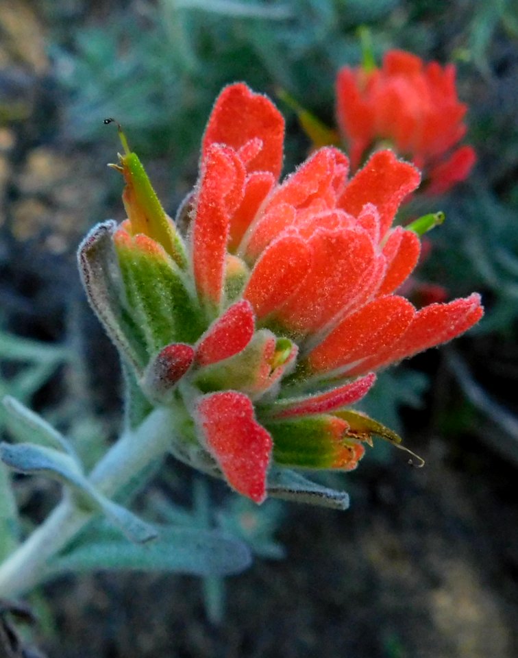 Castilleja foliolosa 3