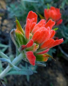 Castilleja foliolosa 3