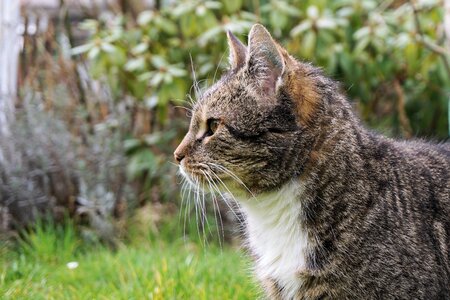 Animal curious nature photo