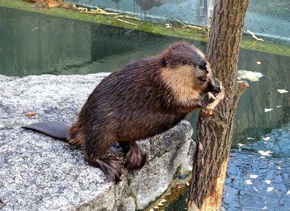 Castor canadensis - Wilhelma Zoo - Stuttgart, Germany - DSC02120