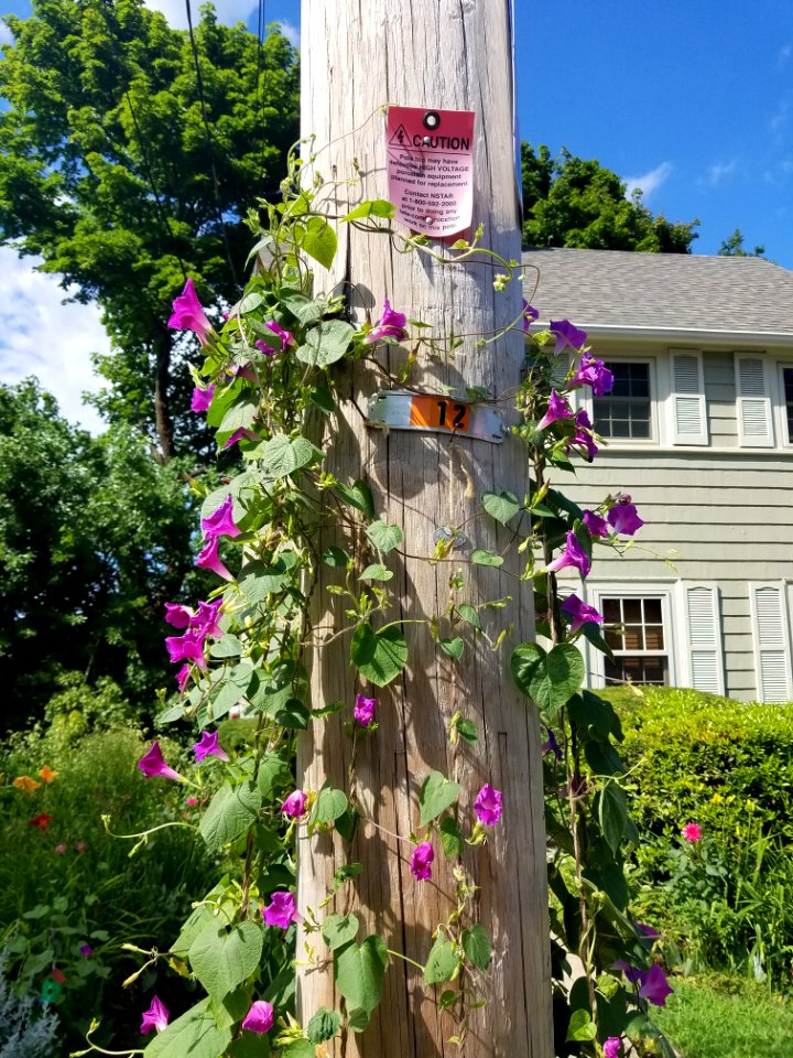 Caution High Voltage - Utility pole - Arlington, MA - 20200809 102242