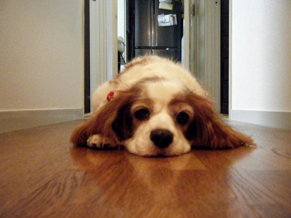 Cavalier King Charles Spaniel DSCF7004