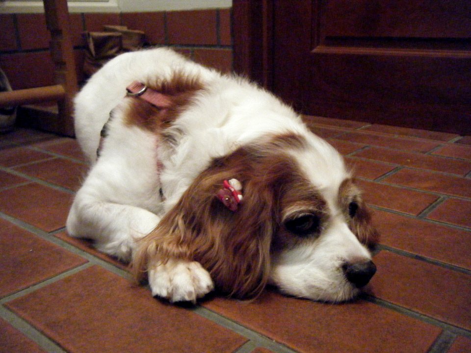 Cavalier King Charles Spaniel DSCF7002