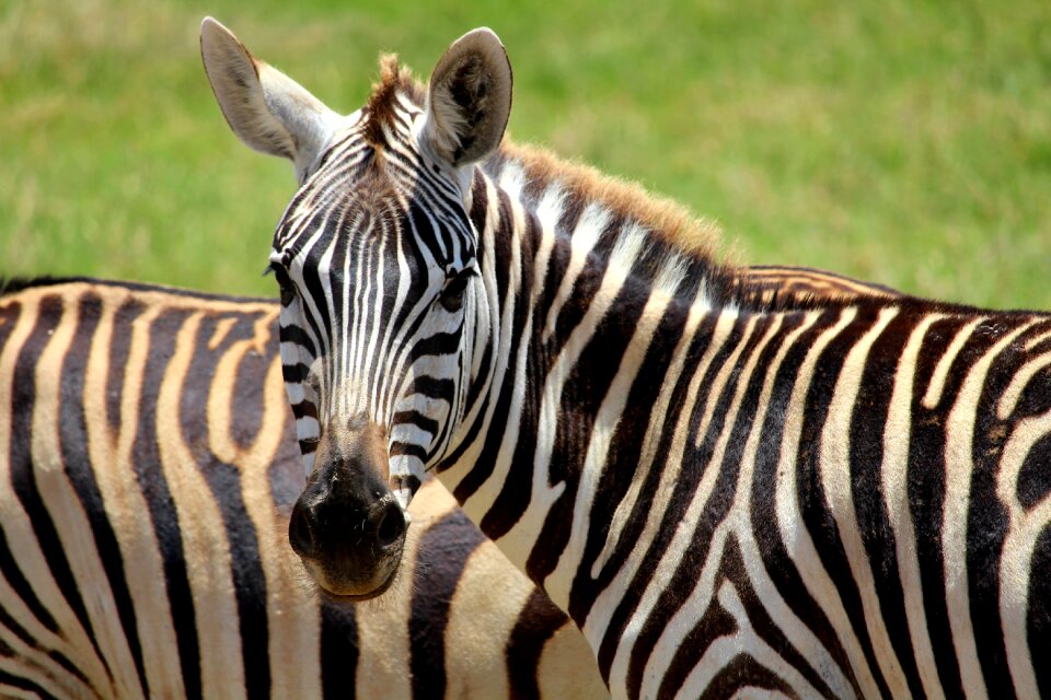Africa safari wilderness