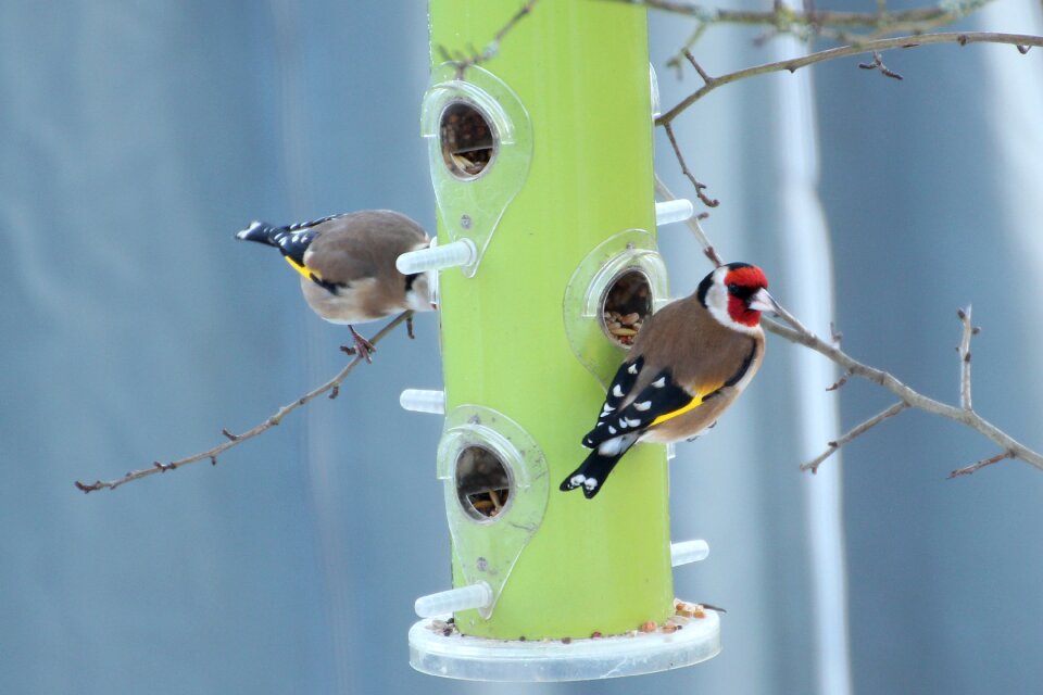 Winter feeding bird birds