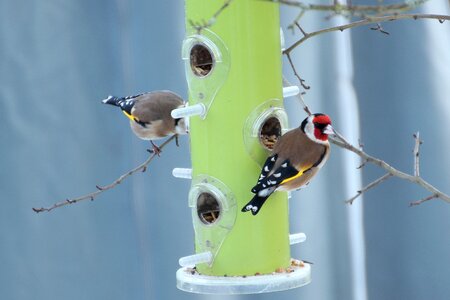 Winter feeding bird birds