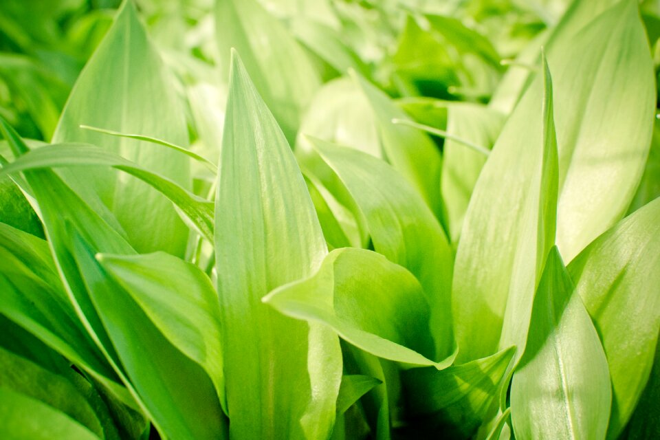 Wild garlic buds garlic spinach plant