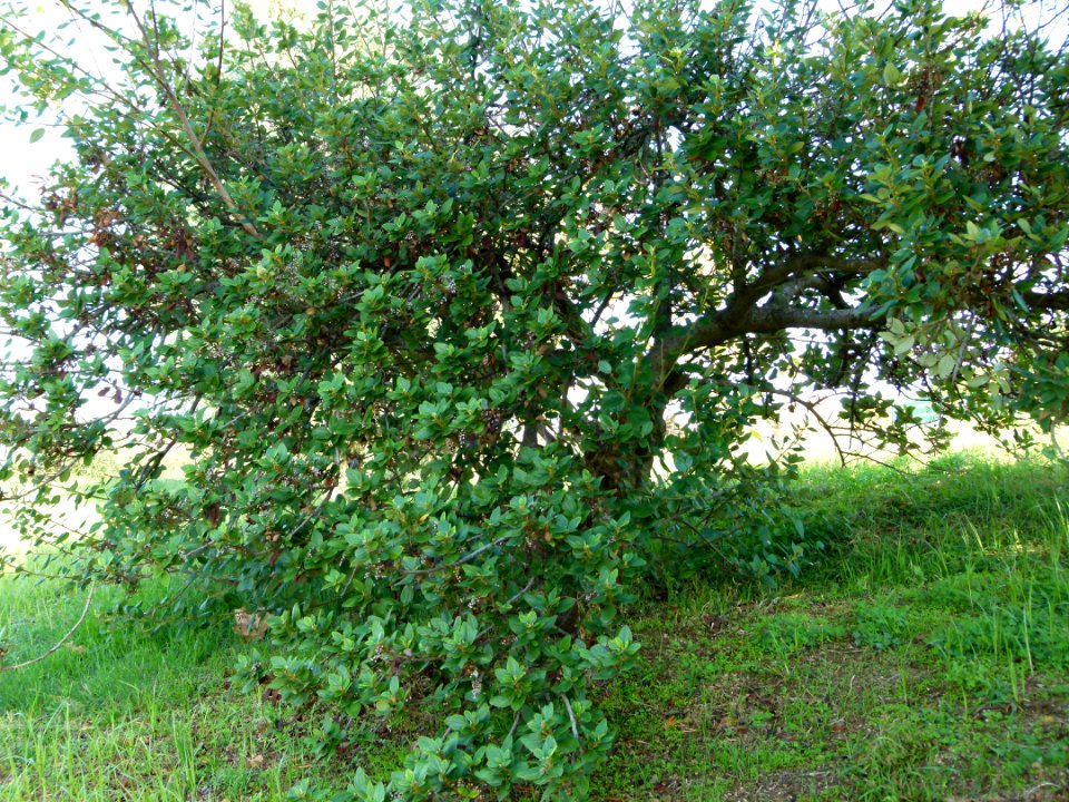 Ceanothus arborens