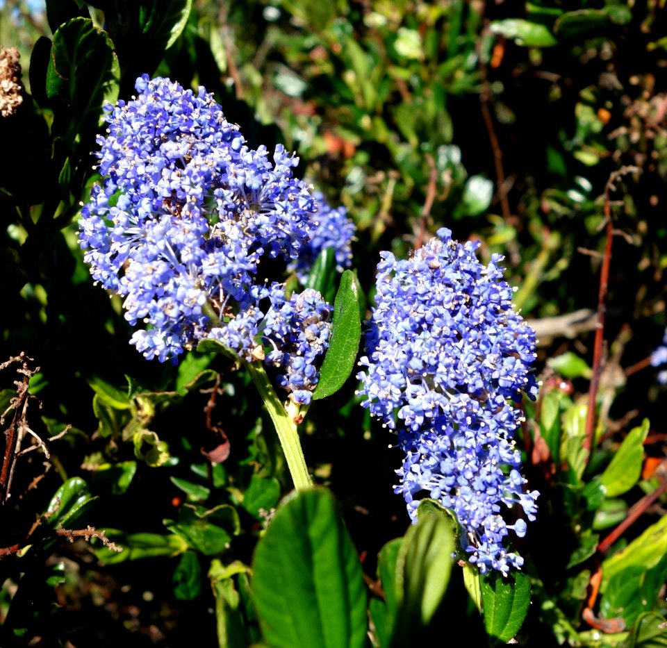 Ceanothus gloriosus - Humboldt Botanical Garden - Eureka, California - DSC02536