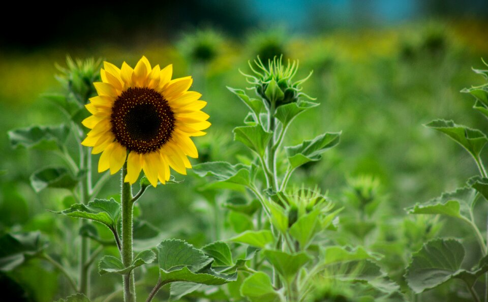 Sunflower pipes yellow