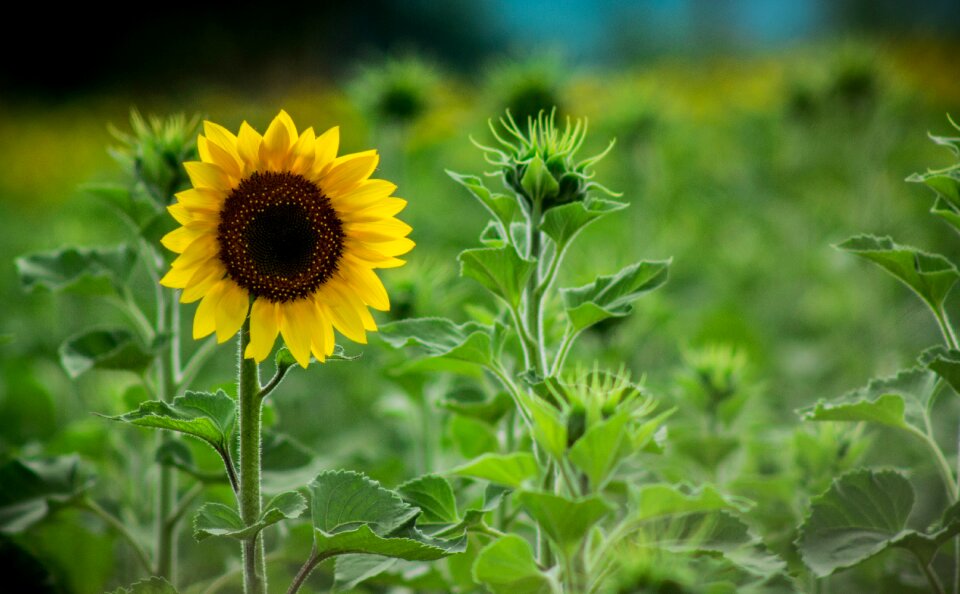 Sunflower pipes yellow photo