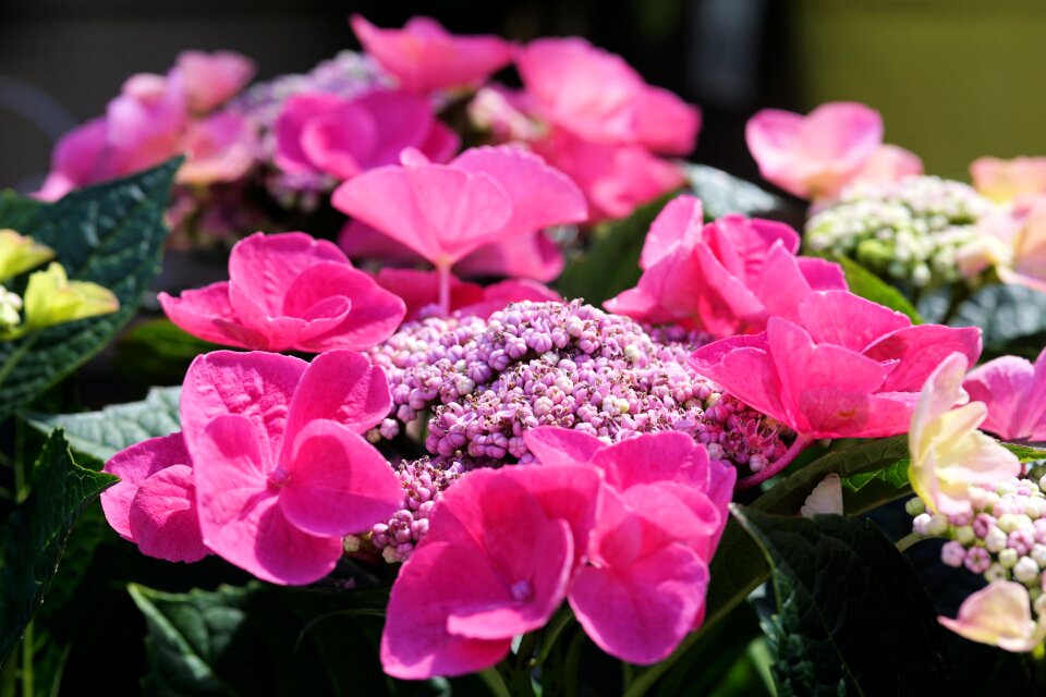 Nature garden plant