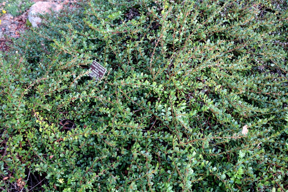 Ceanothus gloriosus - Regional Parks Botanic Garden, Berkeley, CA - DSC04499