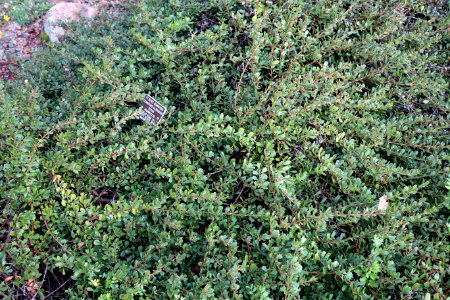 Ceanothus gloriosus - Regional Parks Botanic Garden, Berkeley, CA - DSC04499