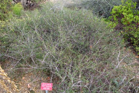 Ceanothus foliosus - Regional Parks Botanic Garden, Berkeley, CA - DSC04360