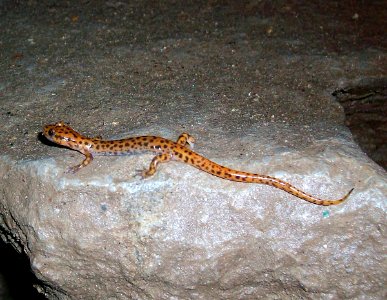 Cave salamander2