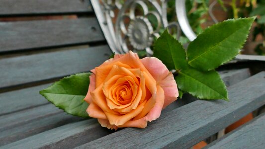 Rose bloom decorative bank