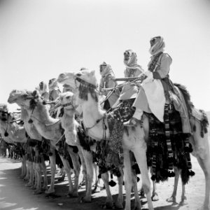 Cavalerie op dromedarissen van de koninklijke erewacht bij een generale repetiti, Bestanddeelnr 255-5092