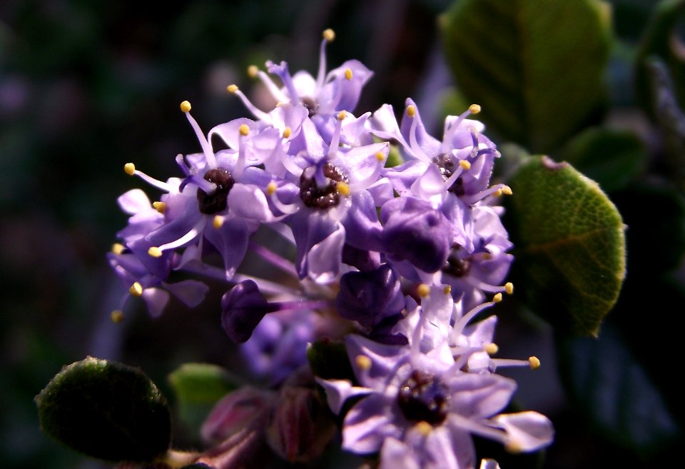 Ceanothus maritimus 01 photo