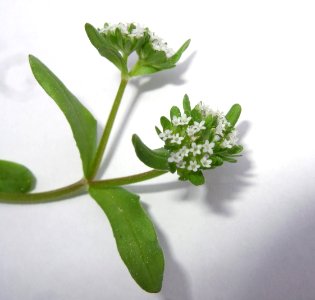 CDSCF0140