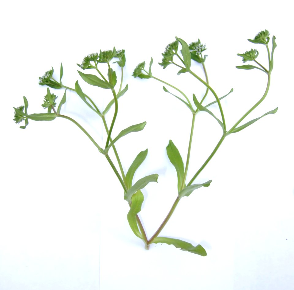 CDSCF0129
