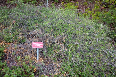 Ceanothus griseus - Regional Parks Botanic Garden, Berkeley, CA - DSC04381