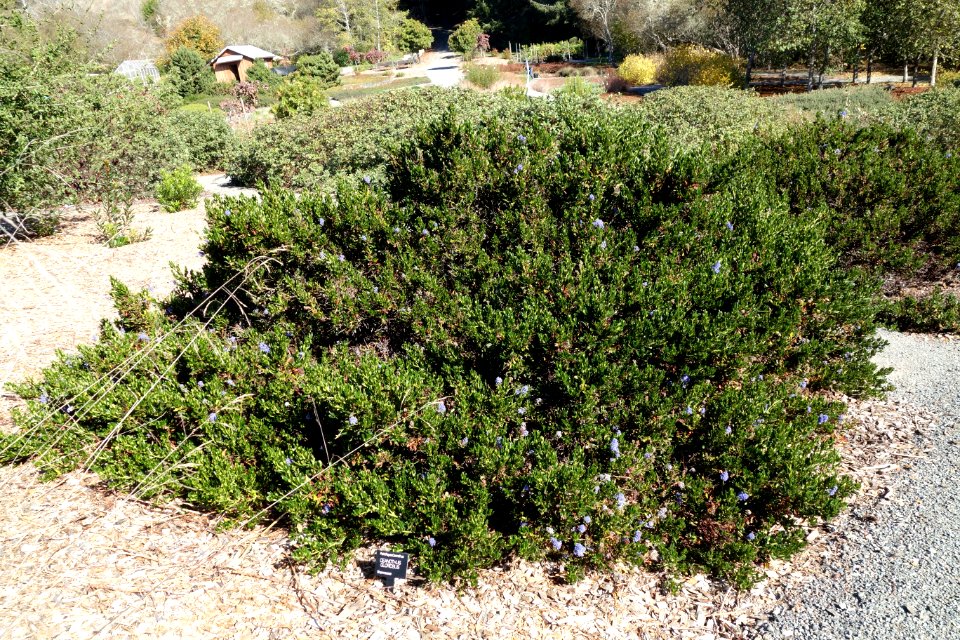 Ceanothus gloriosus - Humboldt Botanical Garden - Eureka, California - DSC02532