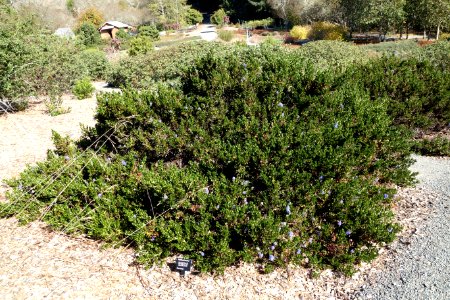 Ceanothus gloriosus - Humboldt Botanical Garden - Eureka, California - DSC02532