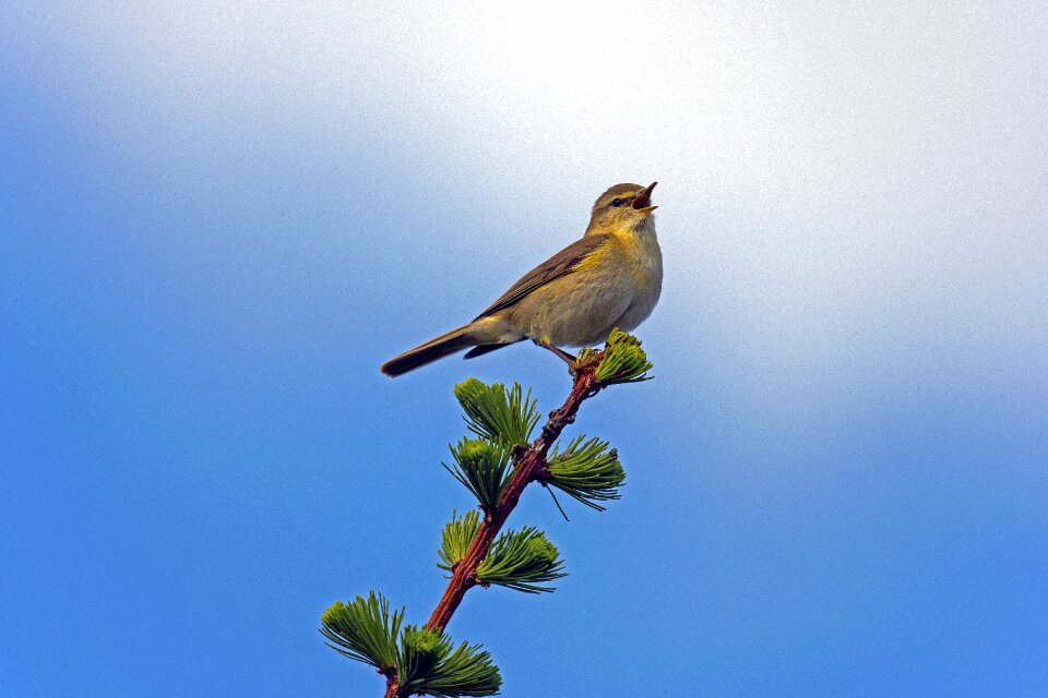 Wildlife songbird bird