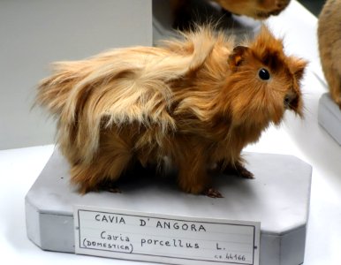 Cavia porcellus - Museo Civico di Storia Naturale Giacomo Doria - Genoa, Italy - DSC02856 photo