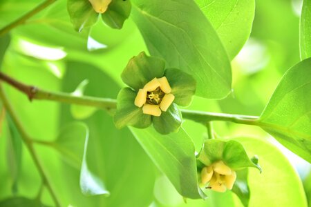 Gamkkot persimmon Free photos