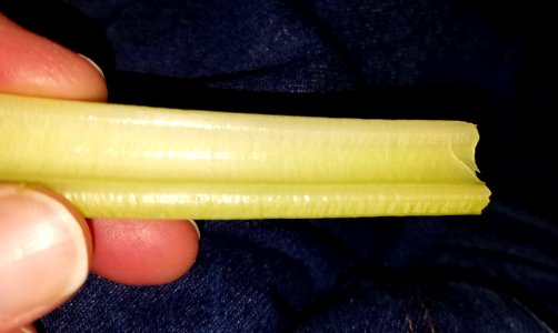 Celery - Massachusetts