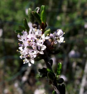 Ceanothus ophiochilus photo