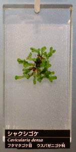 Cavicularia densa - National Museum of Nature and Science, Tokyo - DSC06835