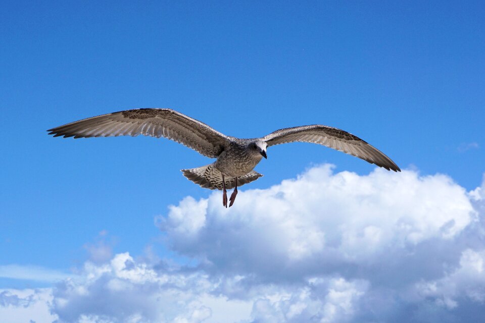 Water bird water bird