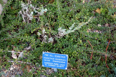 Ceanothus roderickii - Regional Parks Botanic Garden, Berkeley, CA - DSC04460