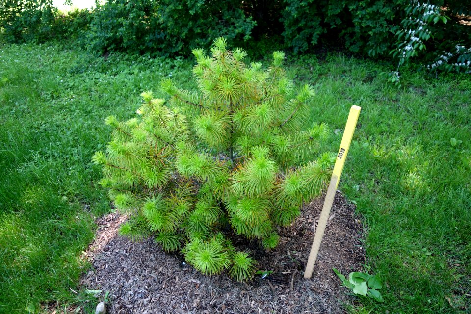 Cathaya argyrophylla - Arnold Arboretum - DSC06796