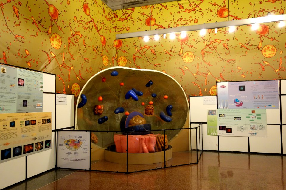 Cell display - Museo Civico di Storia Naturale Giacomo Doria - Genoa, Italy - DSC03281