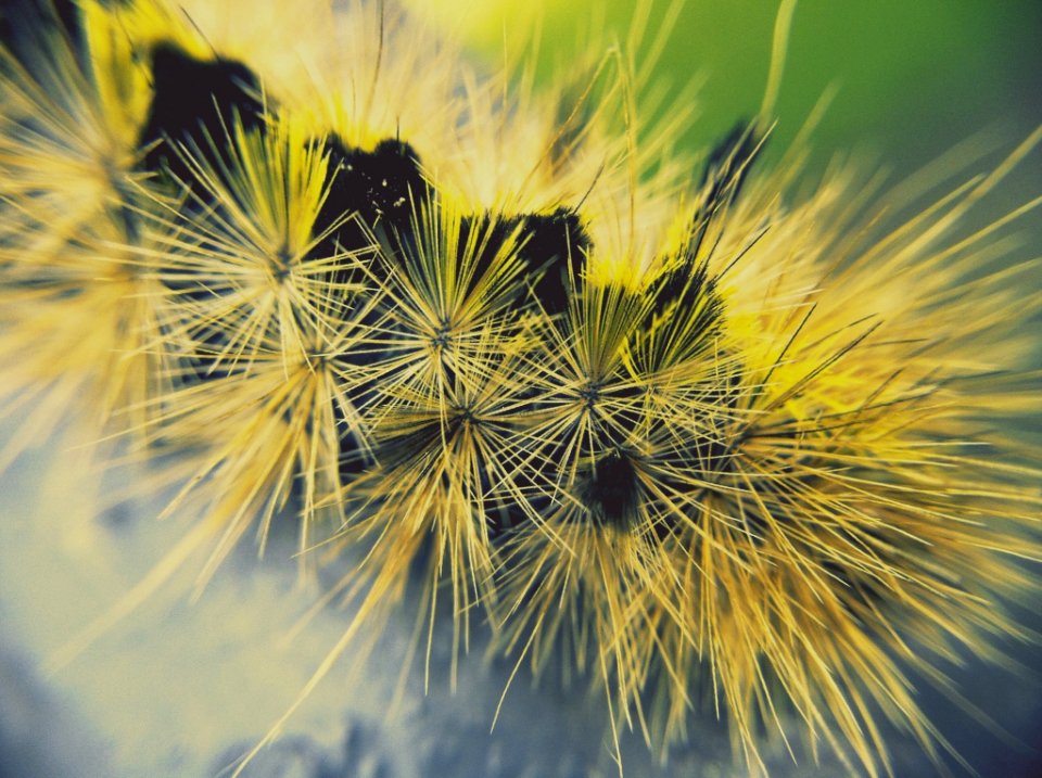 Caterpillar (8823473)