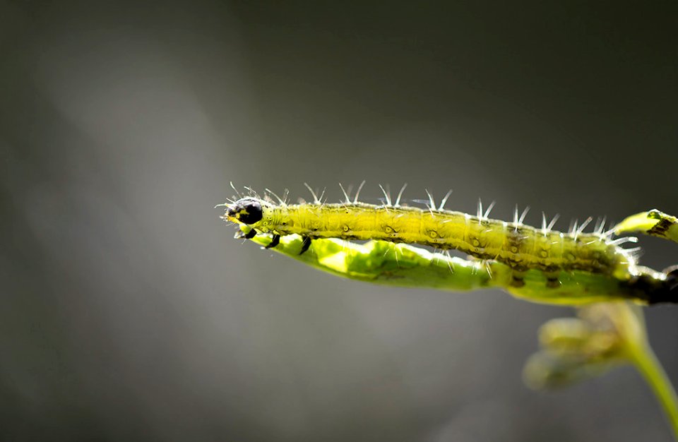 Caterpillar (49295992)
