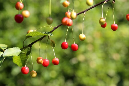 Organic healthy delicious