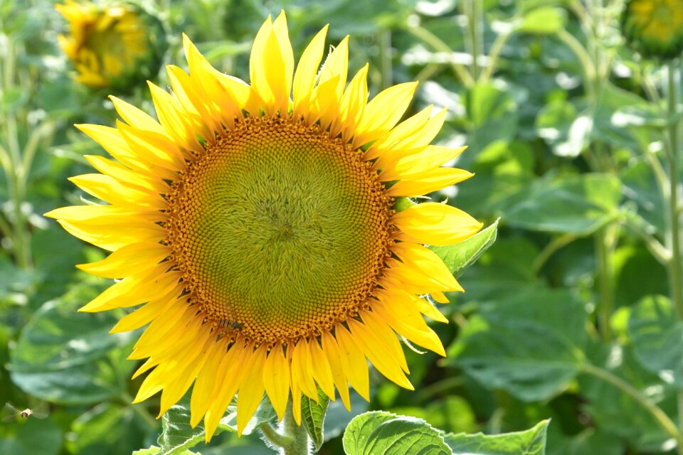 Yellow summer helianthus