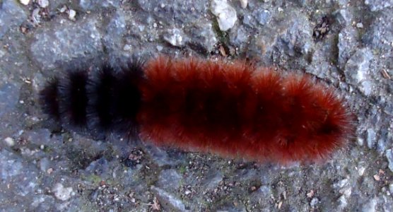 Caterpillar on sidewalk walking along