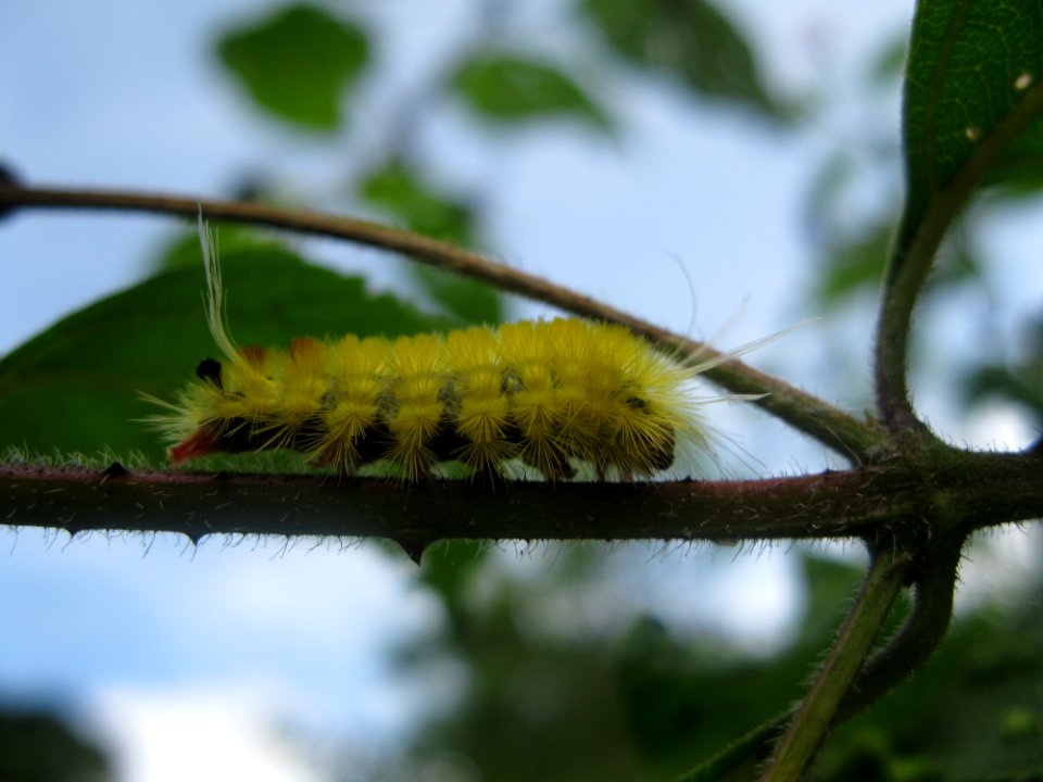 Caterpillar near Sabalito Costa Rica5