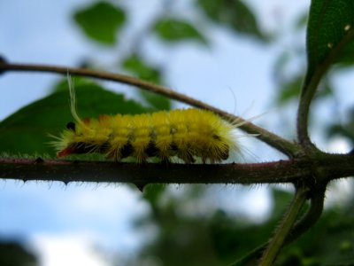 Caterpillar near Sabalito Costa Rica5