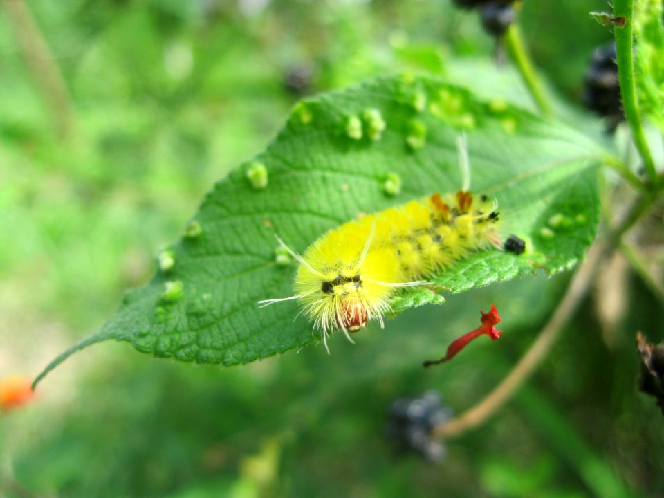 Caterpillar near Sabalito Costa Rica4